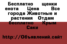 Бесплатно !!! щенки енота!! › Цена ­ 1 - Все города Животные и растения » Отдам бесплатно   . Крым,Саки